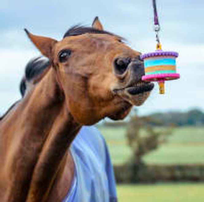 Hovedbilde Likit holder