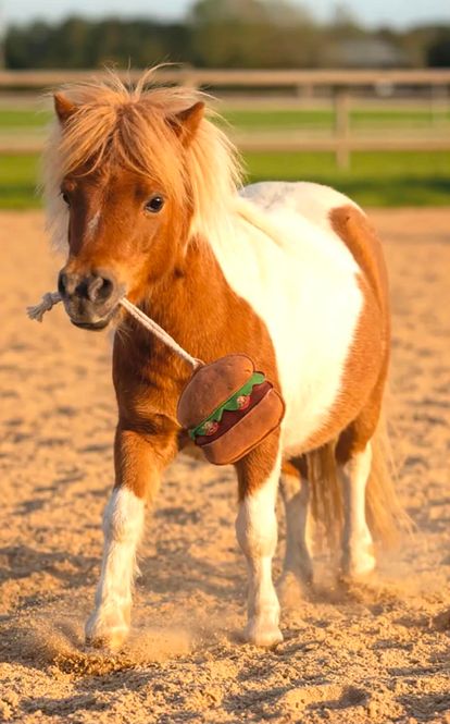 Hovedbilde QHP Horse Toy Snackcounter Hamburger
