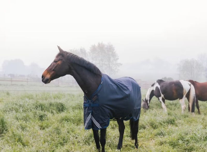 Kentucky Turnout Rug All Weather Waterproof Comfort 200gr