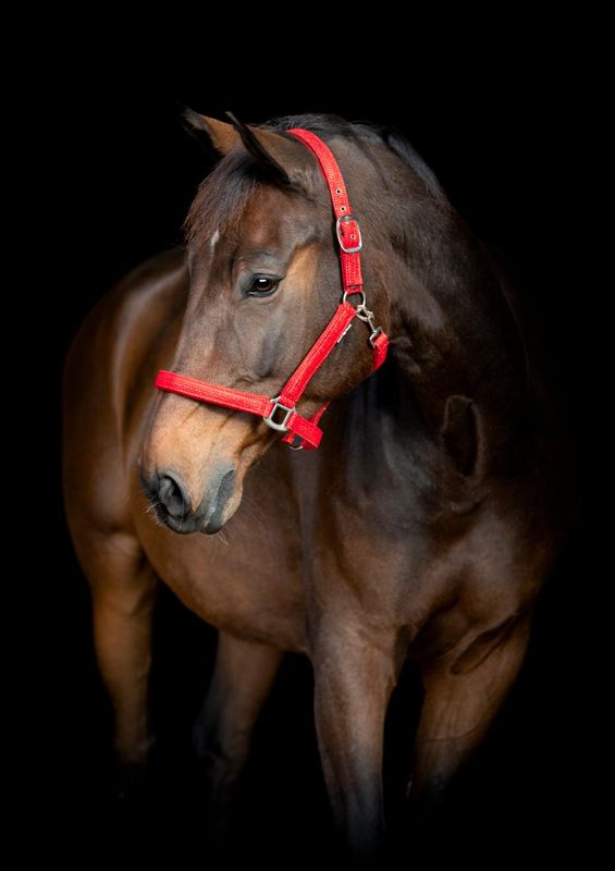 Horse Guard Jewel-grime Rød