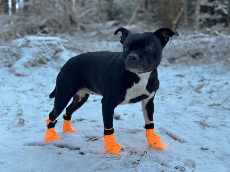 Companion Potesokker